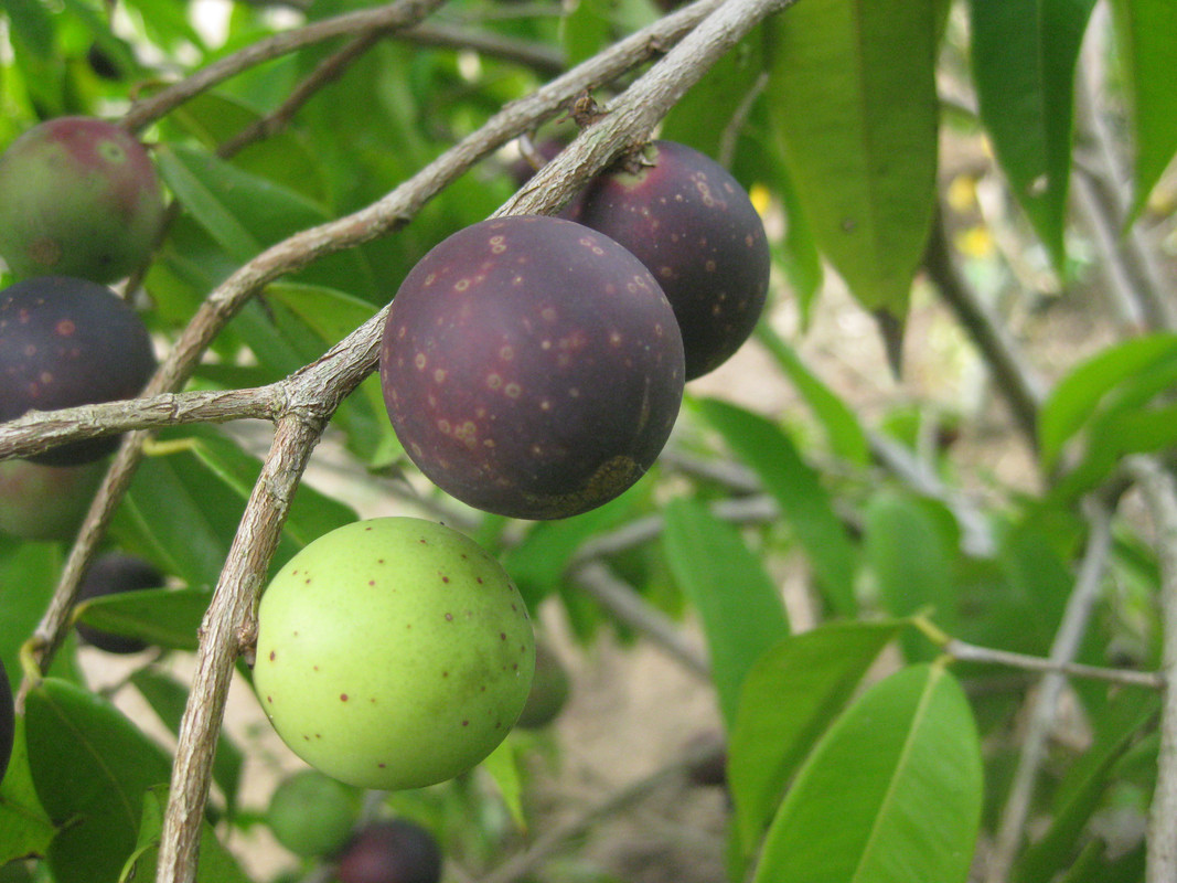 Myrciara Vexator (False Jaboticaba)