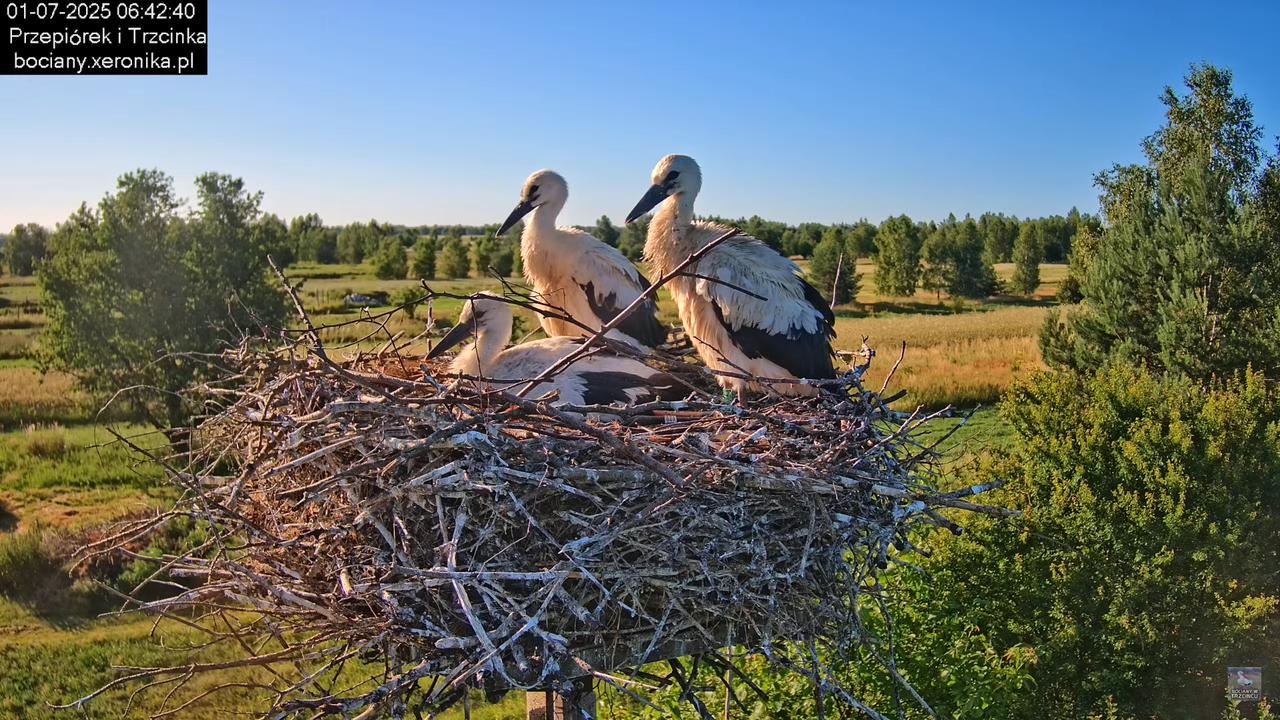 01072025bociany16