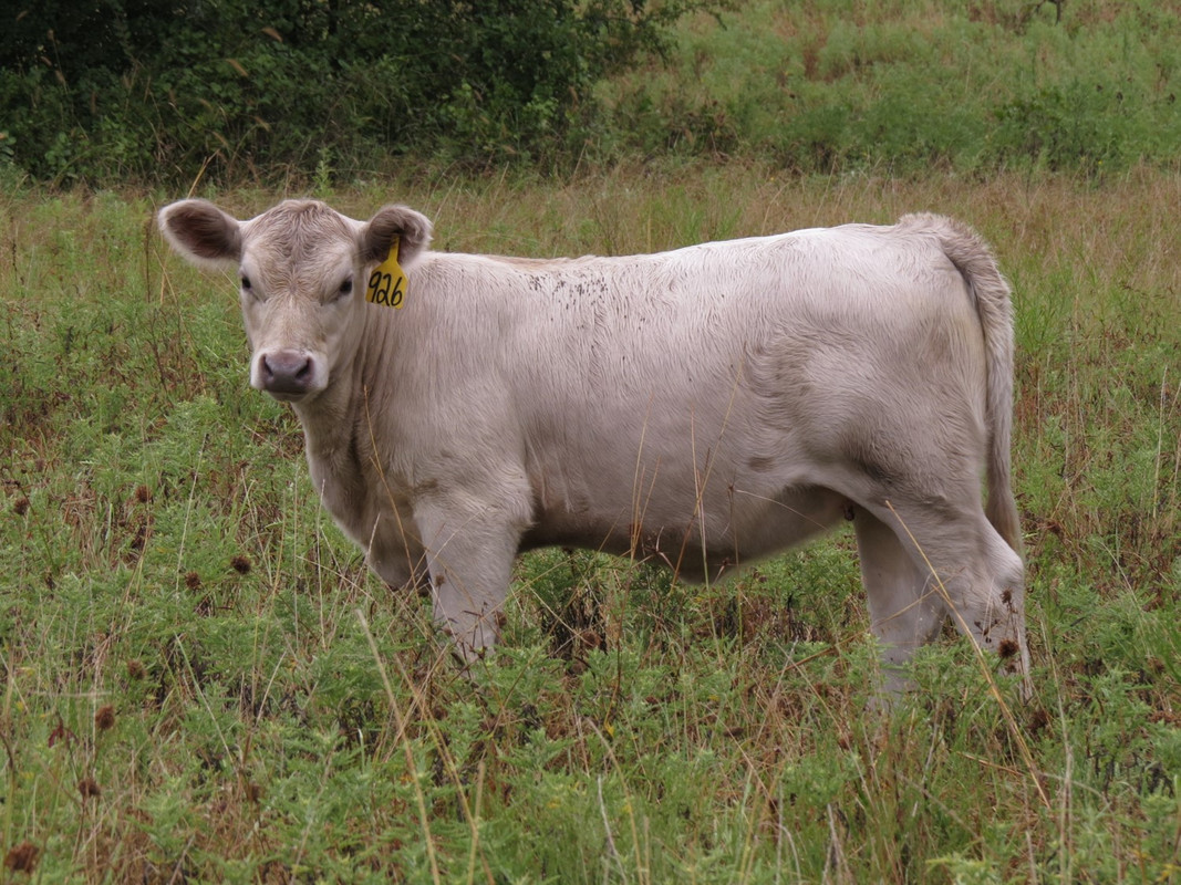 926 Heifer (3.5 months)