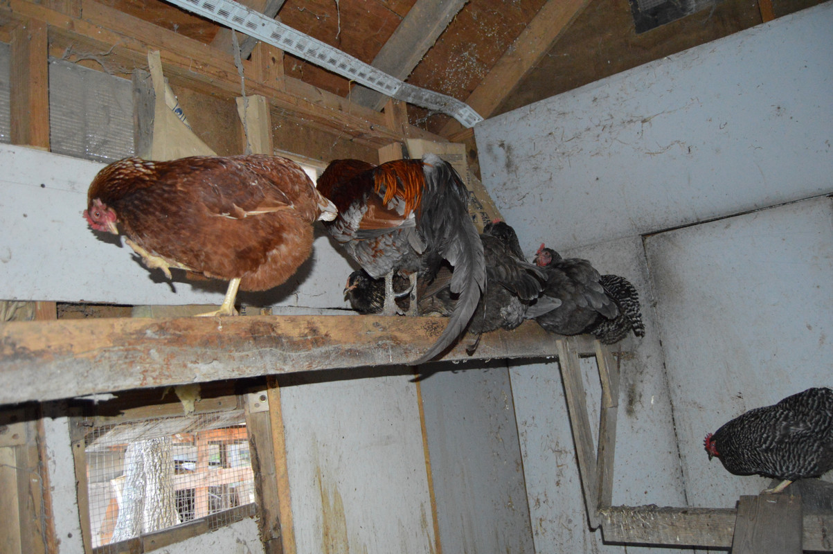 2016-4-4 Chickens (3)