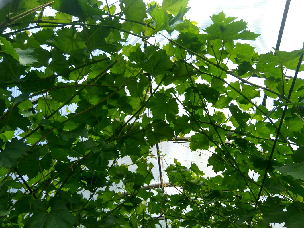 Загущенность.