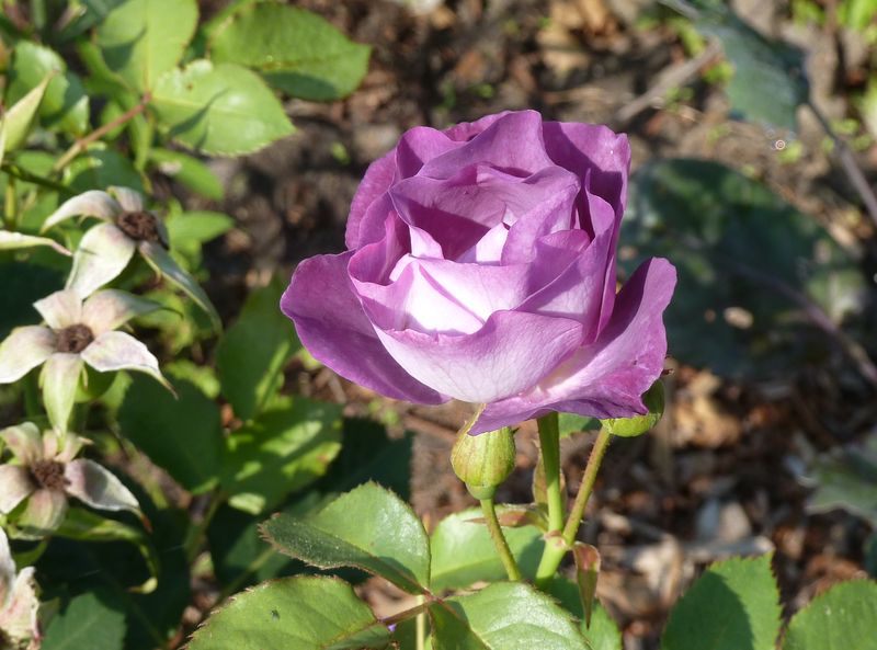 2013-08-15 Blue for You