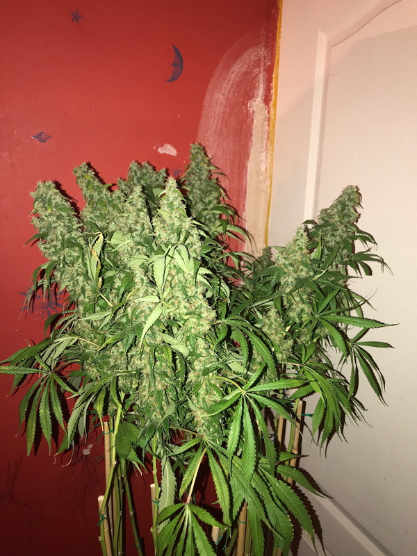 54E869B6-6B1D-4501-AB51-45C5C0FB3A13