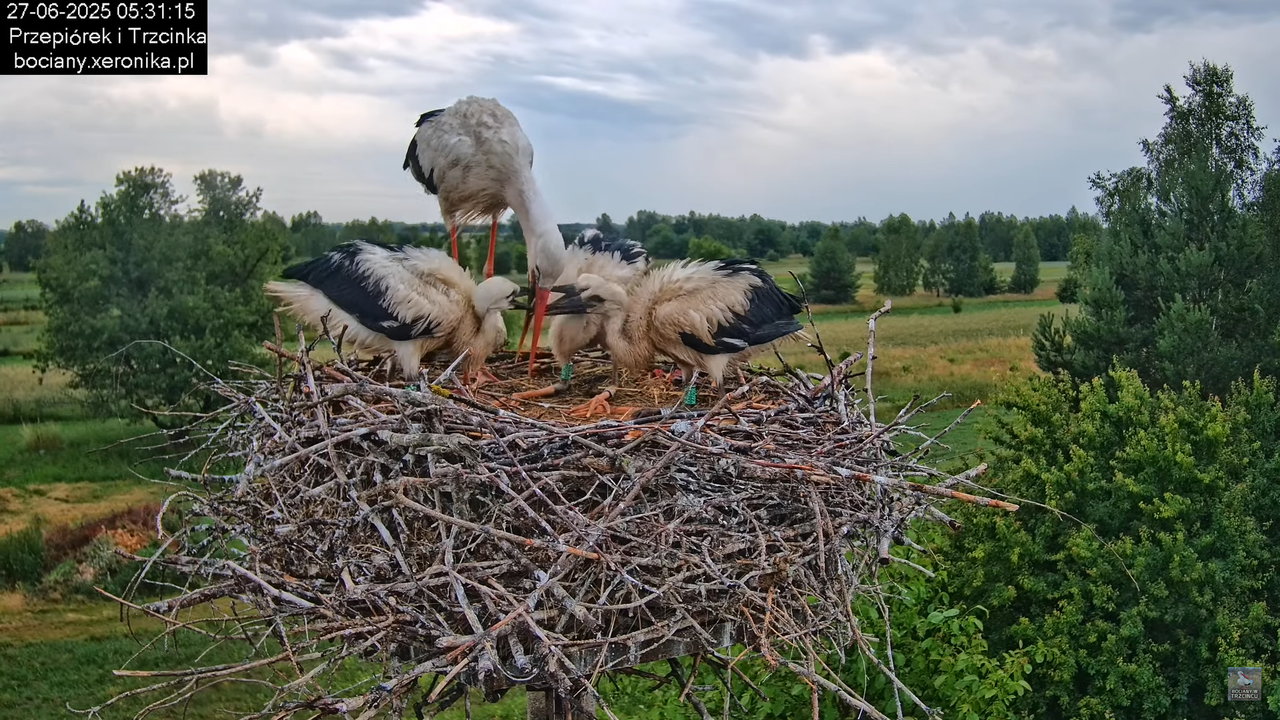 27062025bociany6