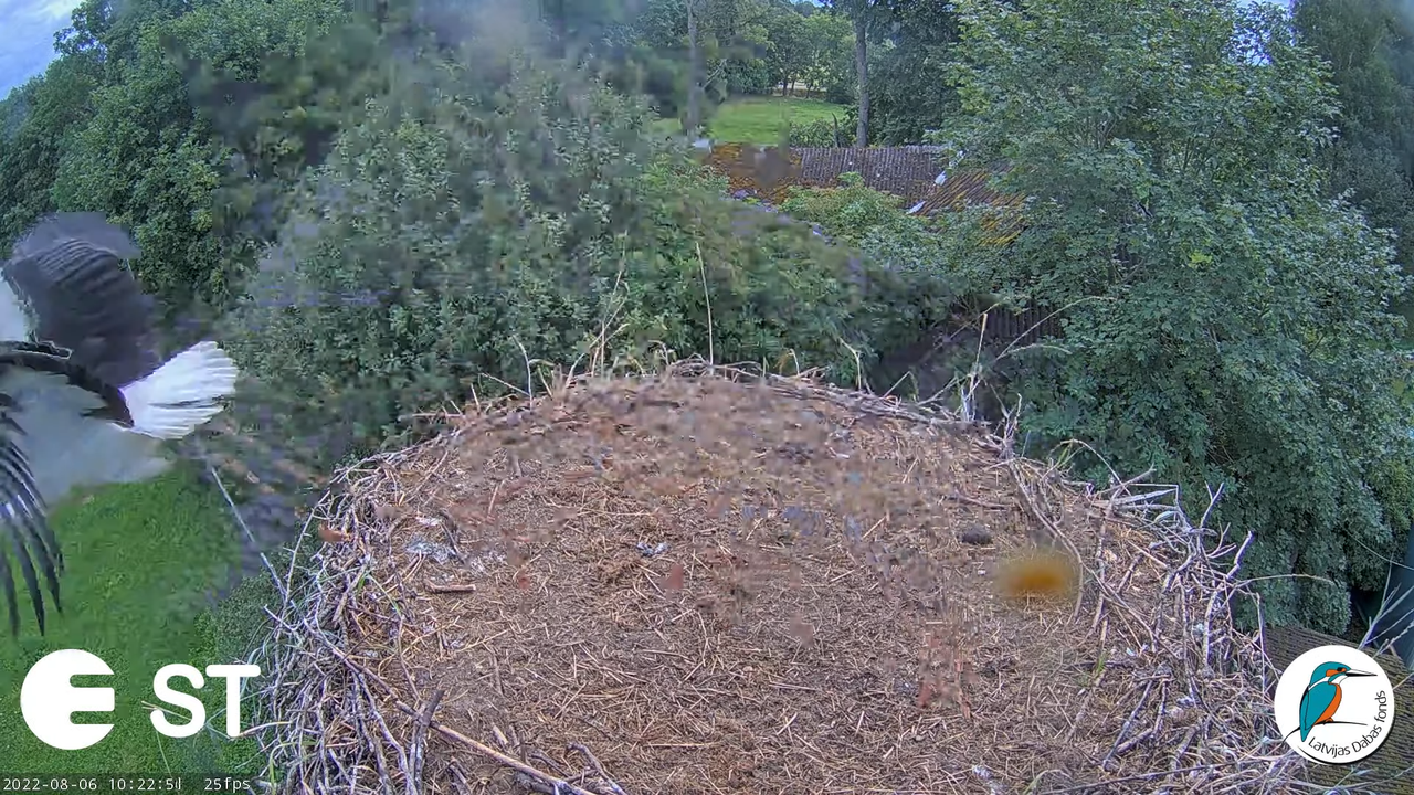 Baltie stārķi (Ciconia ciconia) Tukuma novadā - LDF tiešraide __ White storks in Tukums, Latvia 12-1