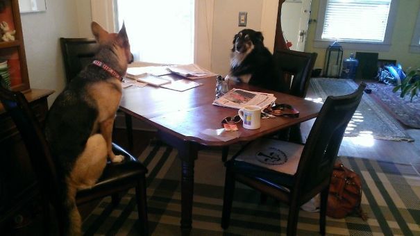 20 смешных зверей, которые очень удивили своих хозяев поутру