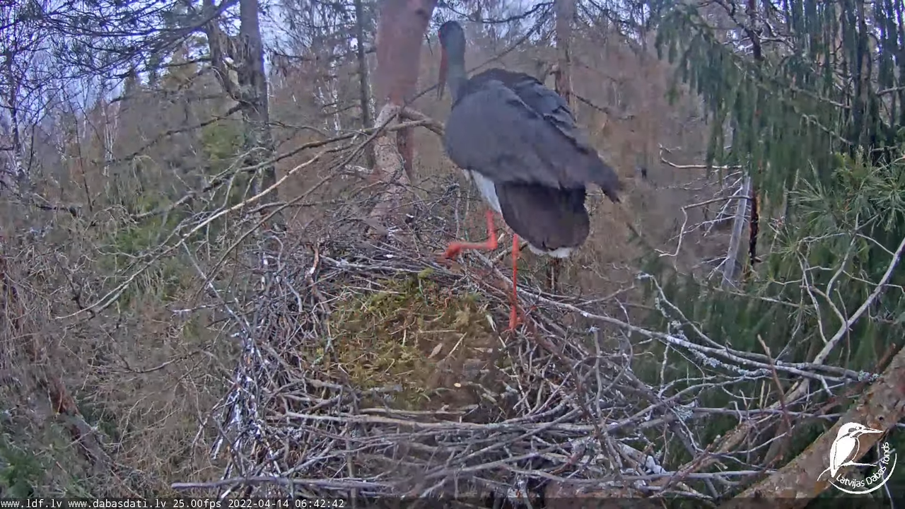 Melnais stārķis (Ciconia nigra) Siguldas novadā - LDF tiešraide 12-18-37 screenshot