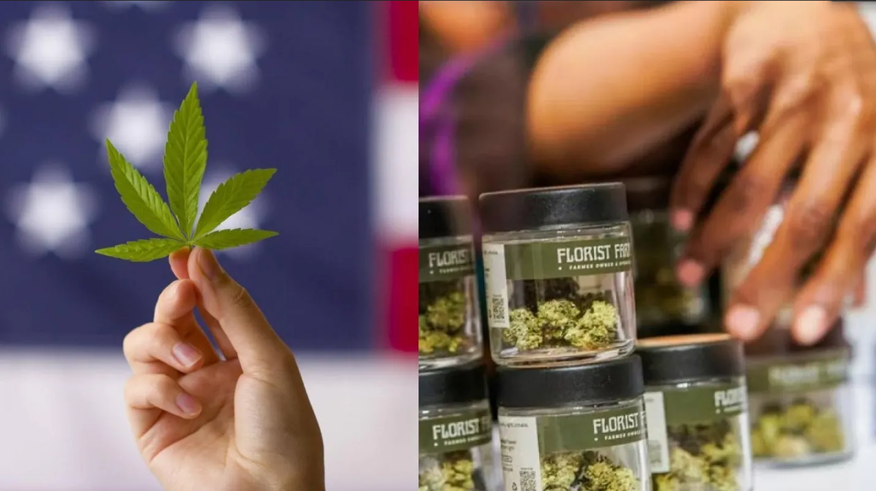 New York autorizará mil 445 licencias para vender marihuana en enero de 2024