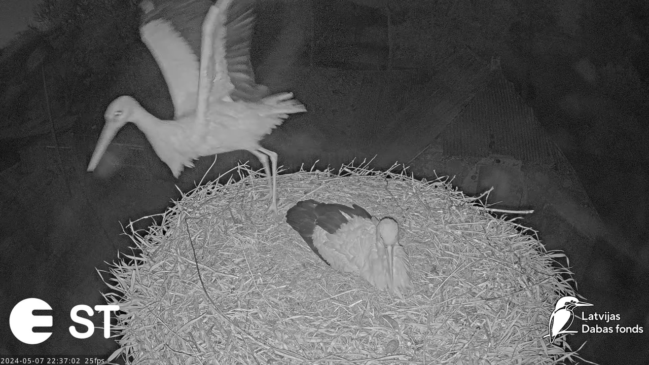 Baltie stārķi (Ciconia ciconia) Tukuma novadā - LDF tiešraide __ White storks in Tukums, Latvia 14-2