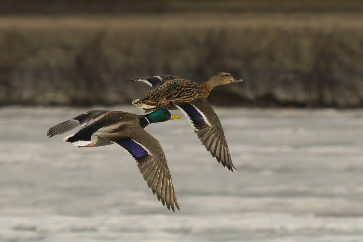 0F3A3822-very_compressed-scale-1_00x-gigapixel