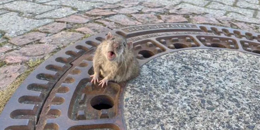 Rata con sobrepeso quedó atorada en alcantarilla, bomberos acuden a salvarla
