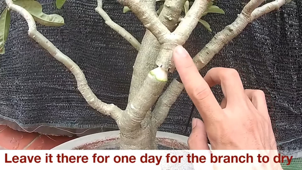 dry-the-branch-for-one-day.jpg