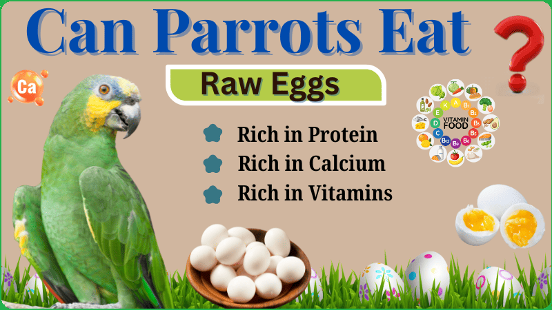 Can Parrots Eat Eggs