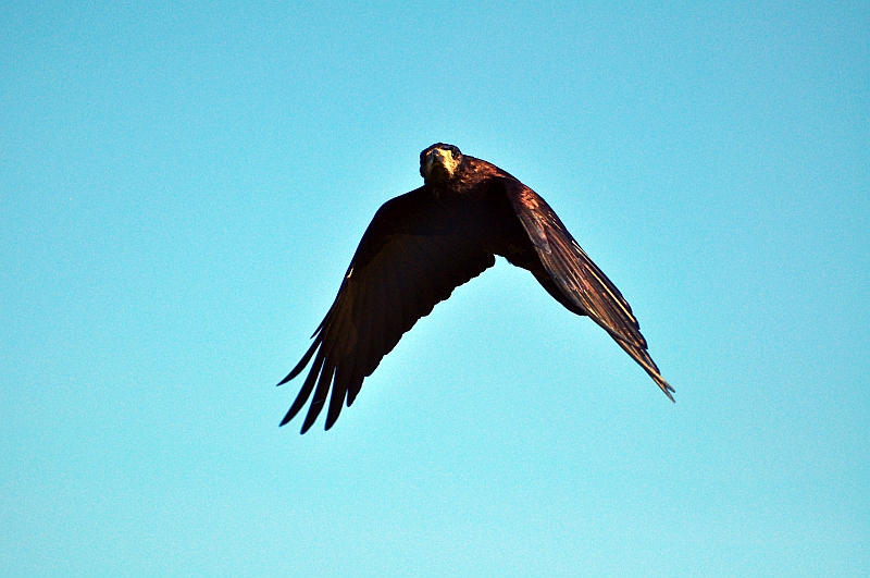 Rook-Stonehenge-resized.jpg