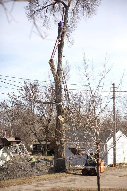 tree surgeon(s)