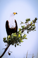 Botswana y Cataratas Victoria: la esencia de África y maravilla natural - Blogs de Botswana - Moremi: la joya de la corona, donde te emocionarás a cada instante. (24)