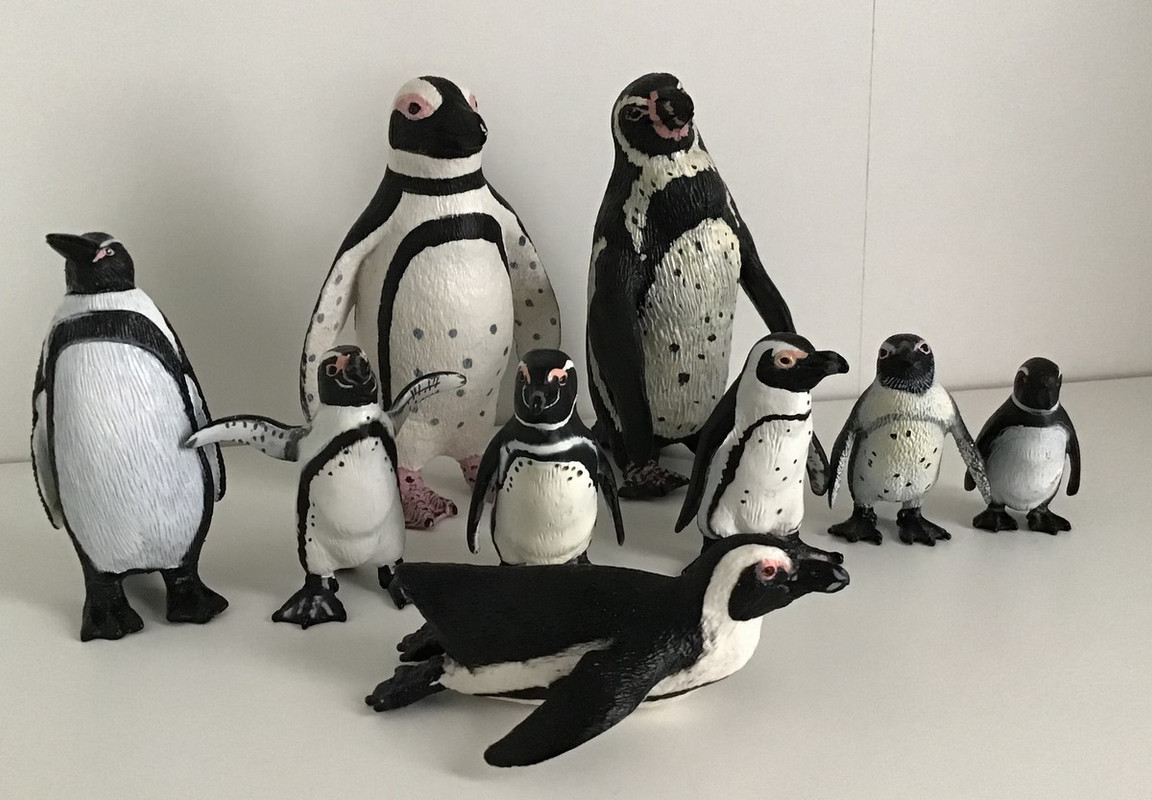 biggest penguin Banded-penguins