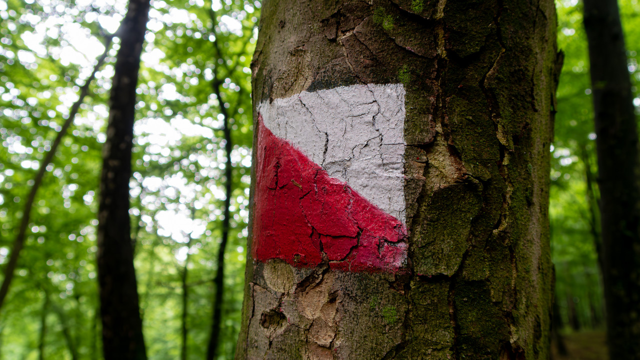 IMG-5302-Poprawione-Szum.jpg
