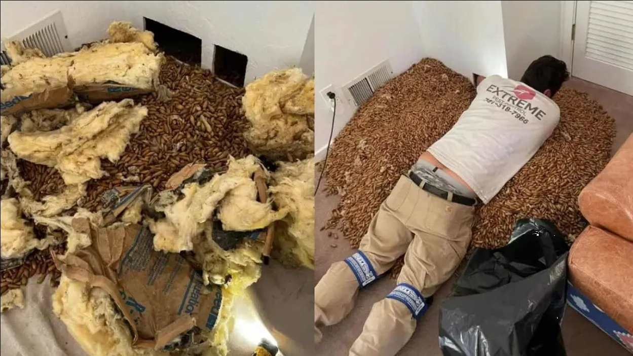 Familia descubre 317 kilos de bellotas entre las paredes de su casa