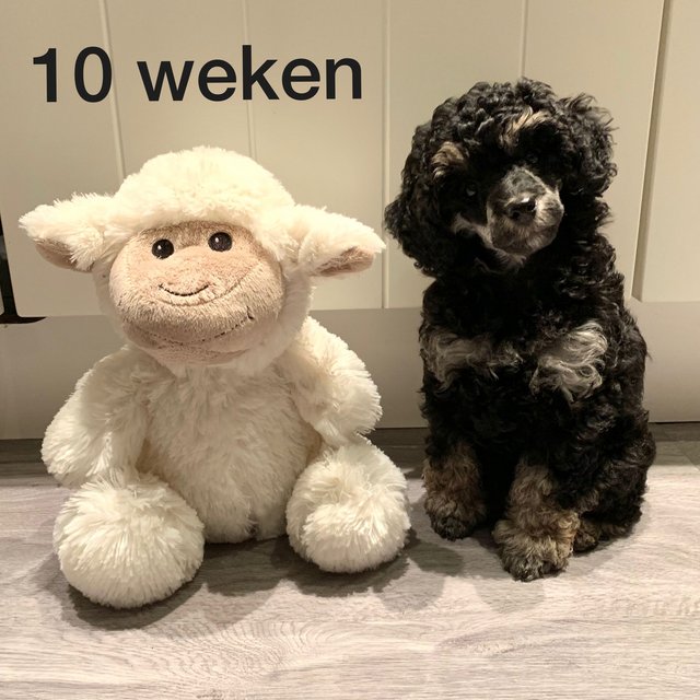Afbeelding