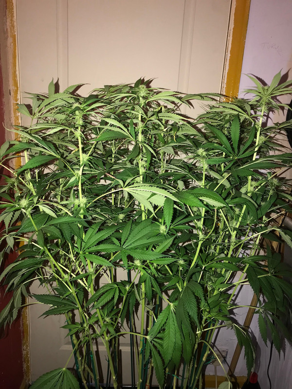 09B75926-3007-48AB-97C5-7974F5F9F300