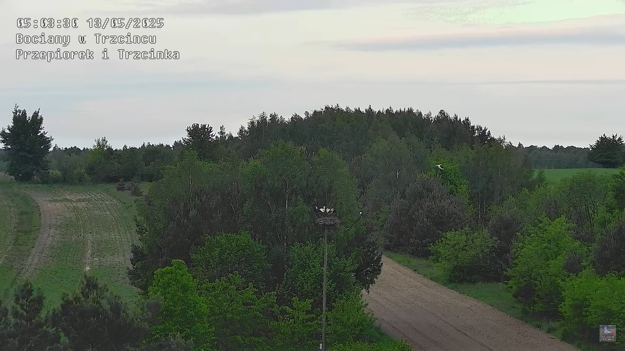 13052025bociany4