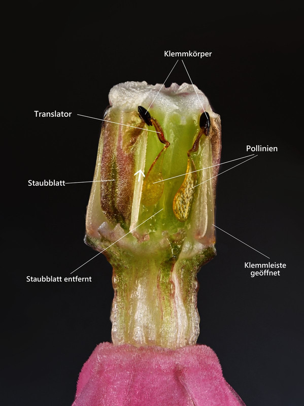 Blüte 12 Klemmfalle Pollinien Seidenpflanze Sumpf Asclepias incarnata Beschriftung