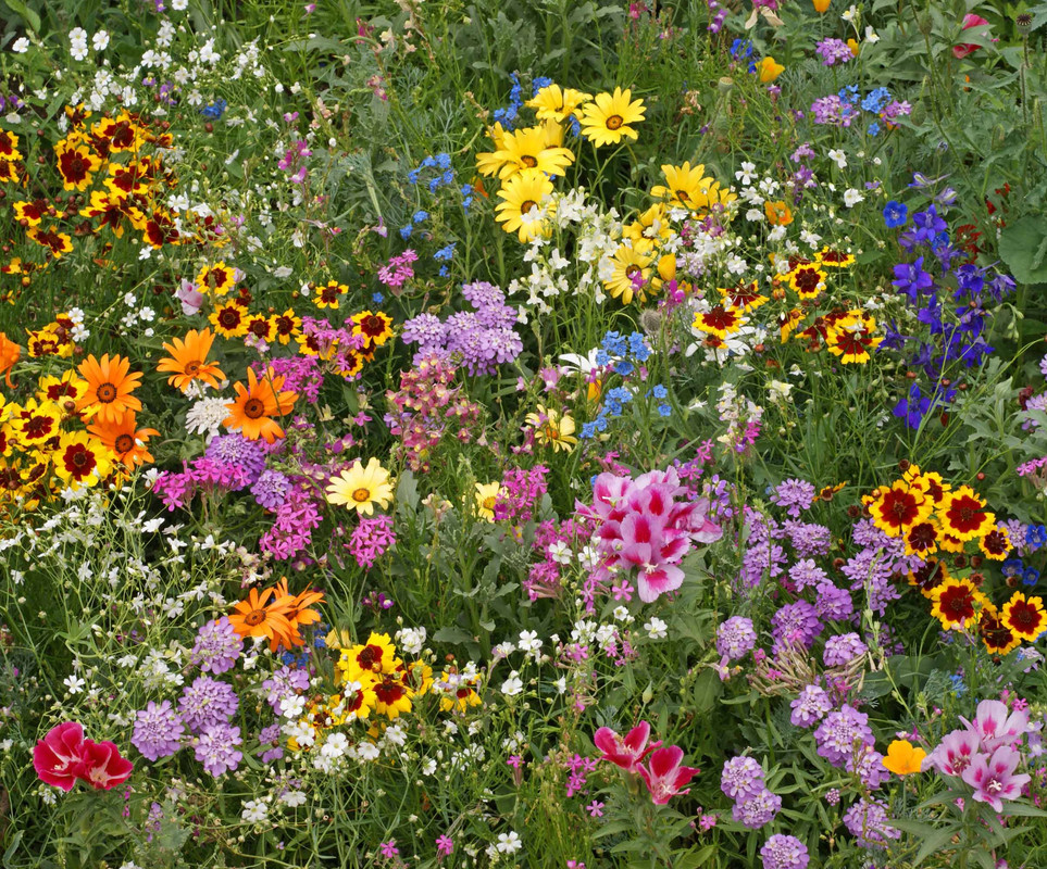 wilde-bloemen.jpg