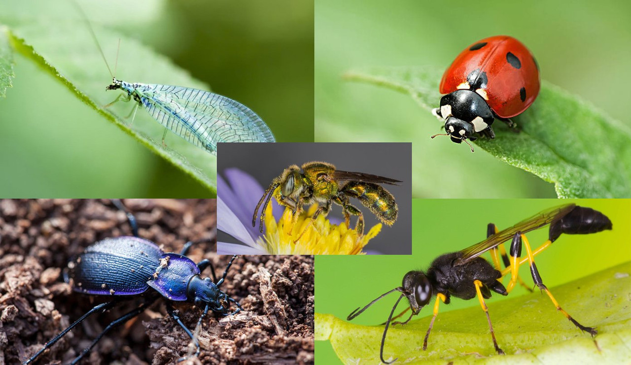 Controlling Caterpillars