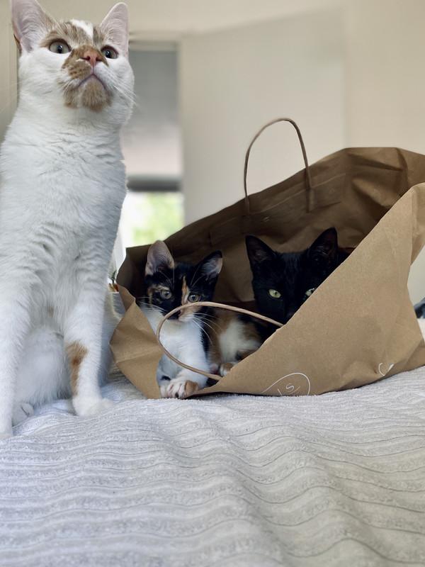 72B5D85B-5F65-4DBB-BF9F-57842FDDF932