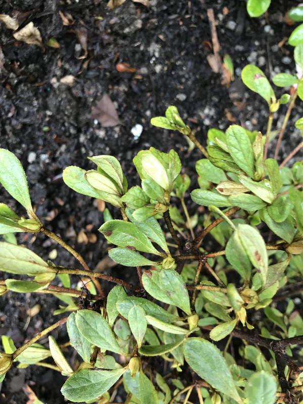 D8A66FA2-A150-419F-B7D4-7DC3E8C74E9A