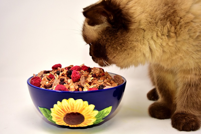 cat food melbourne