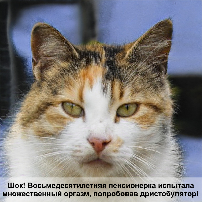 породы кошек рыжего окраса