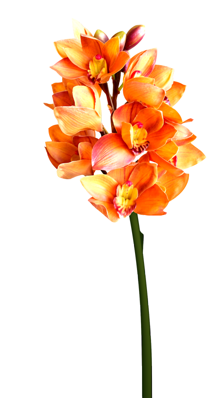 IPD_WP_Element (165)