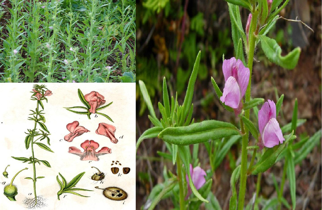 Antirrhinum-orontium