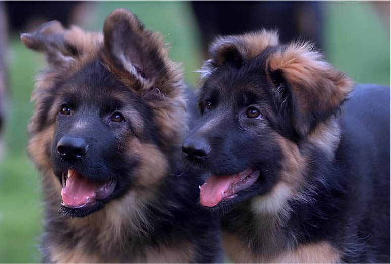German Shepherd