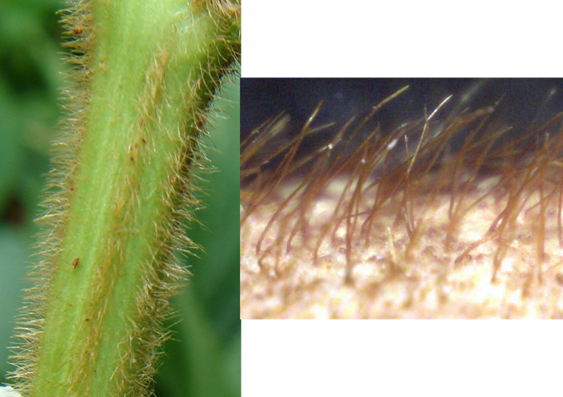 Haste Pub_Marrom Media