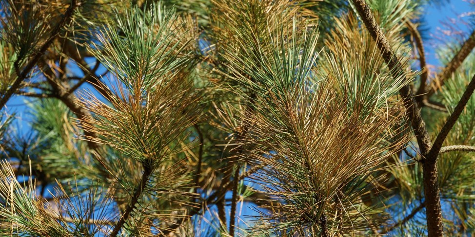 Болезни хвойных как причина пожелтения