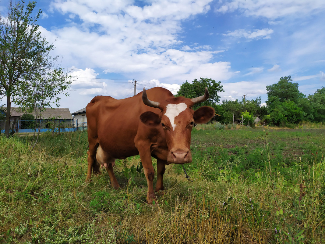Буренка ,ekjhjl. Буренка это кто. Игривая корова. Буренка. Саратовские буренки.