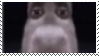 donkey 1