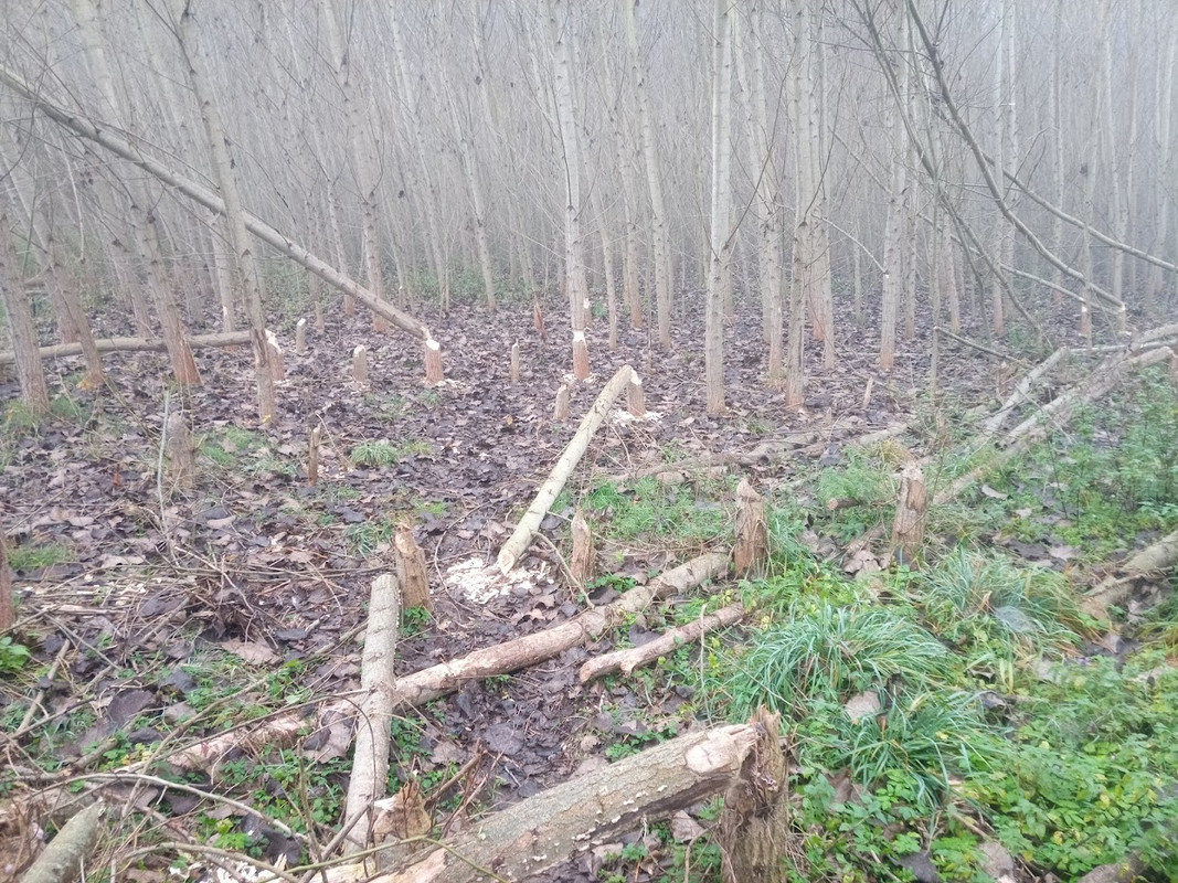 IMG_20241025_095056_556