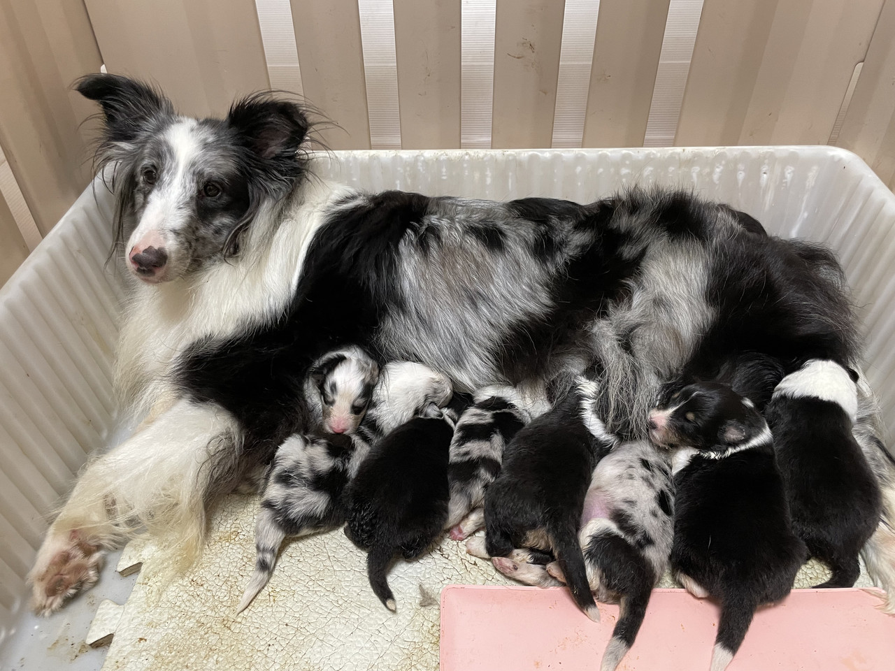 子犬を育てる母犬