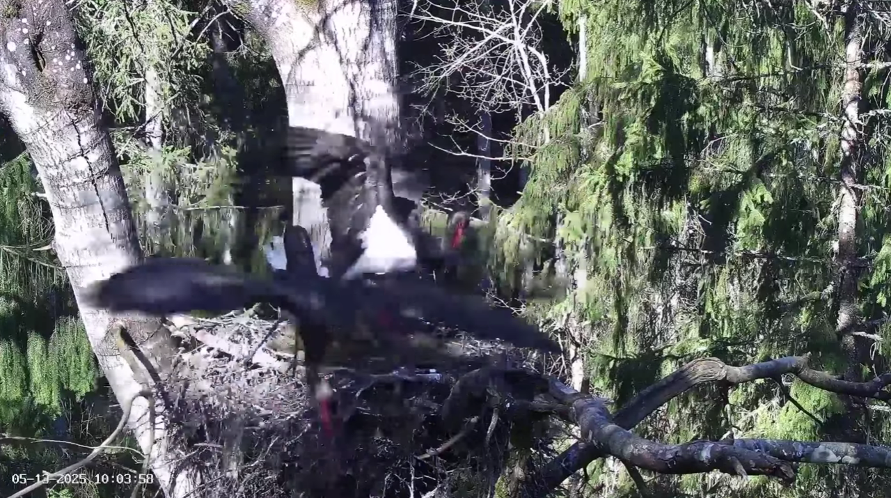 Ekrānuzņēmums 2025-05-13 102532