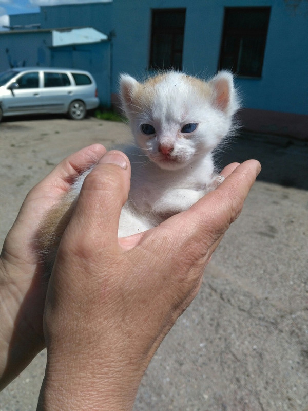 Котенок1