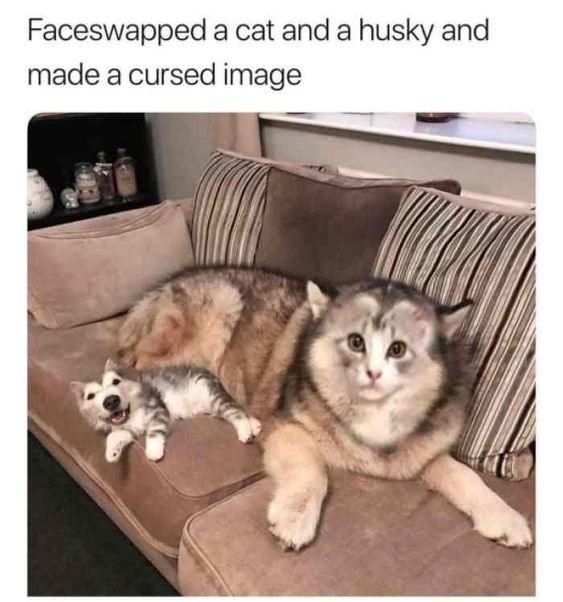 Cat Humor #7