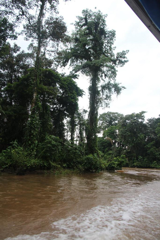 DIA 2: LLEGADA A TORTUGUERO - DE TORTUGAS Y PEREZOSOS. COSTA RICA 2019 (16)