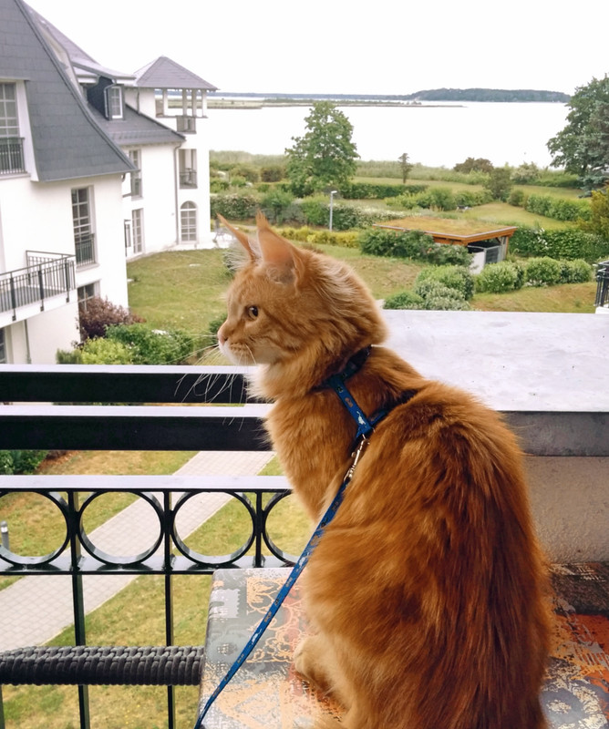 holiday with pets in Germany