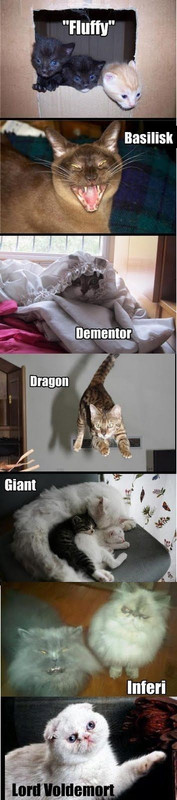 Cat Humor #7