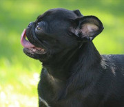 Grace-Pontus