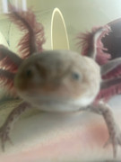 All My Axolotl Photos
